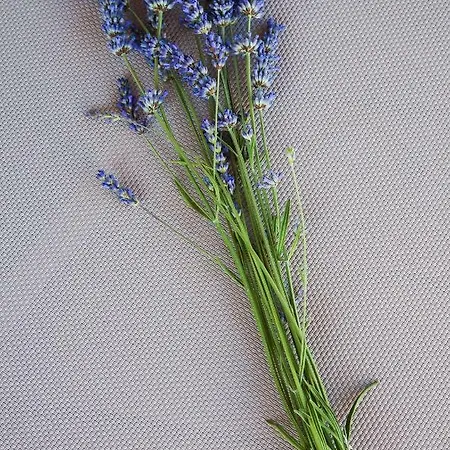 Camp San Antonio キャンプ場 ビオグラード・ナ・モル