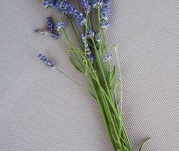 Camp San Antonio Campsite Biograd Na Moru